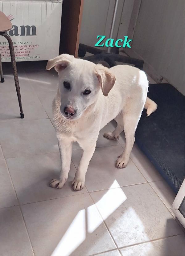 Zac in adozione Foto 3