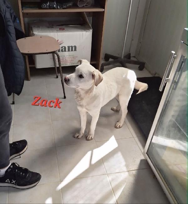 Zac in adozione Foto 4
