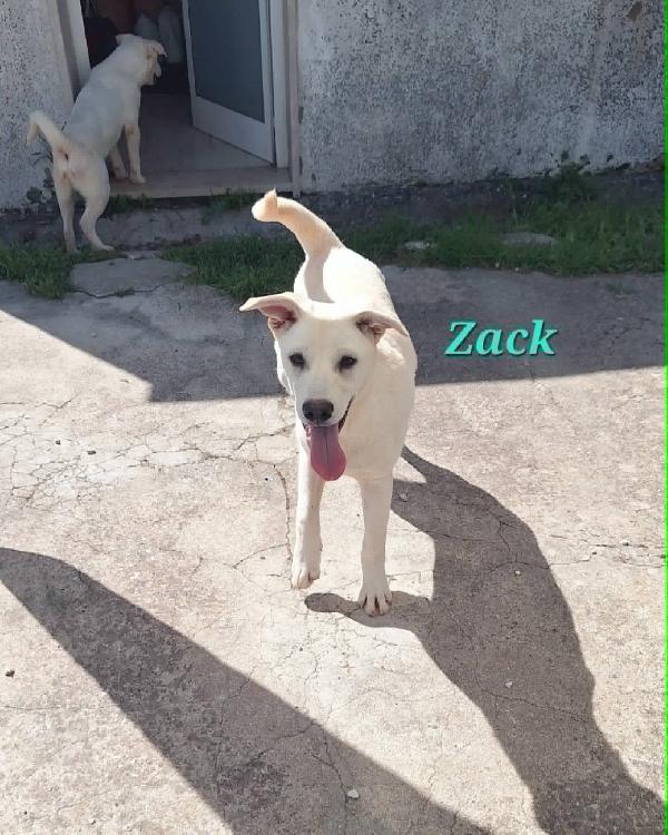 Zac in adozione Foto 5