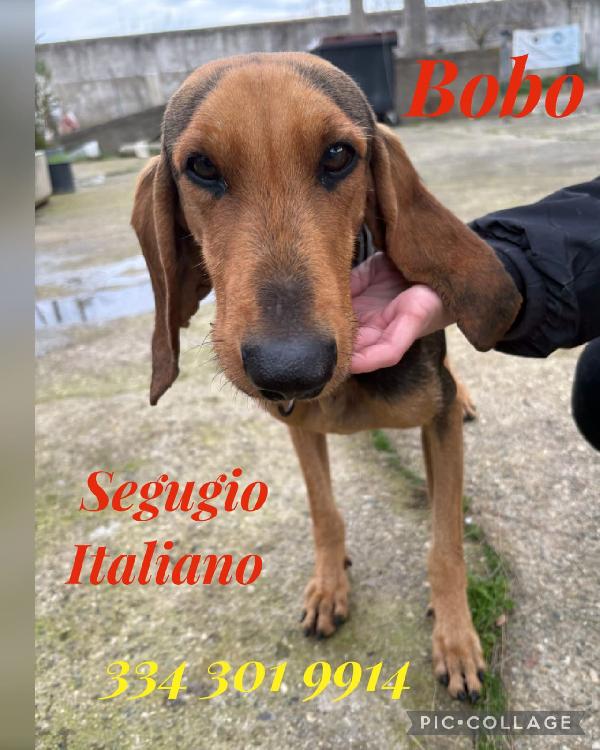 Bobo🍀💜🐾