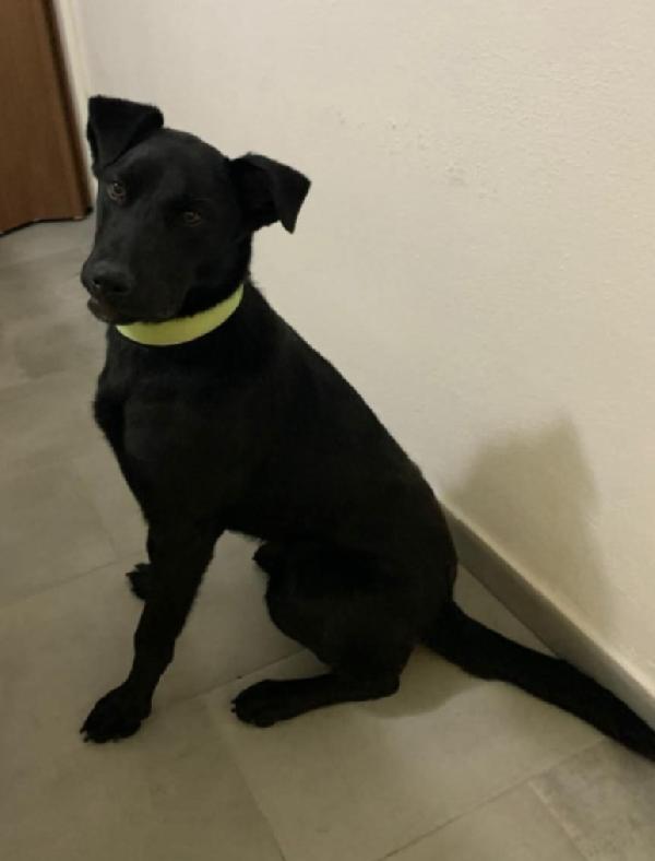 Nera,pelo lucidissimo,8mesi finirà in canile.CATANIA Foto 2