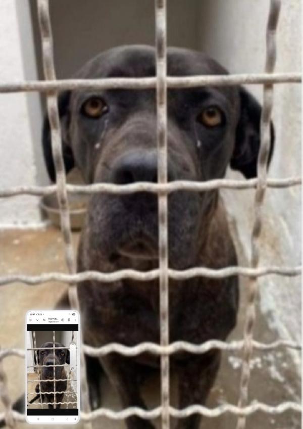 Corso Giovane E Depressa In Canile Da Oltre 3Anni.puglia