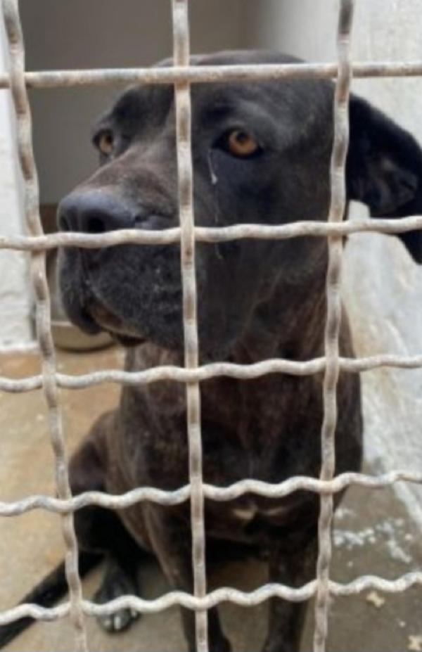 Corso giovane e depressa in canile da oltre 3ANNI.PUGLIA Foto 2