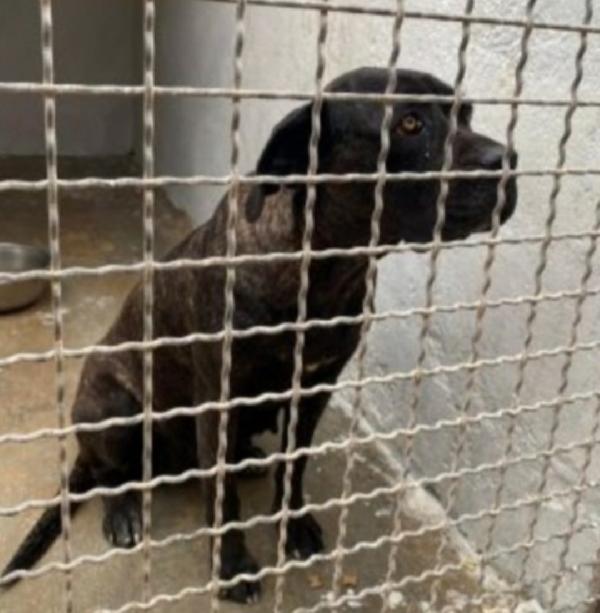 Corso giovane e depressa in canile da oltre 3ANNI.PUGLIA Foto 3