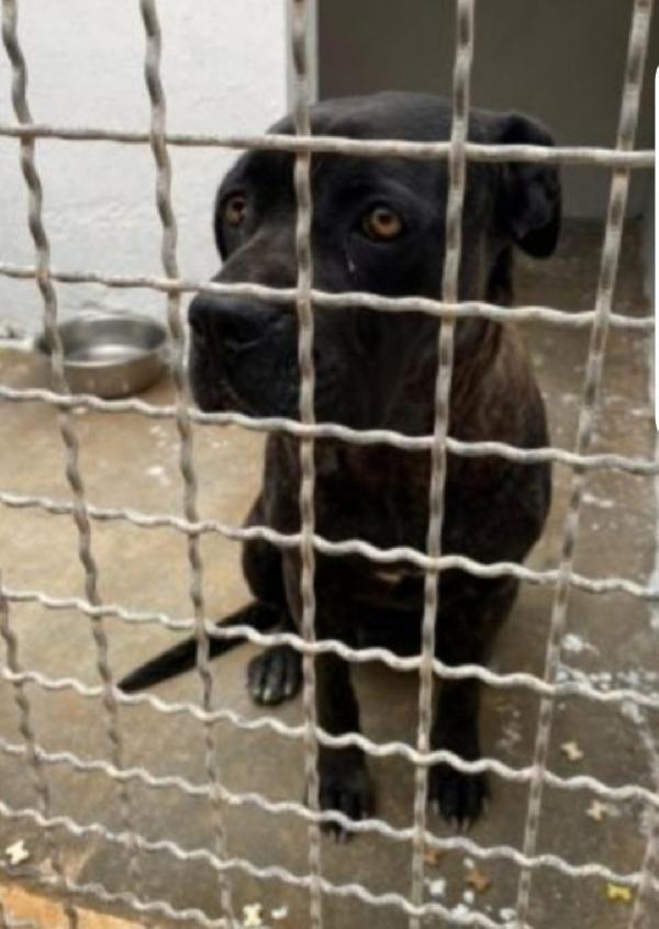 Corso giovane e depressa in canile da oltre 3ANNI.PUGLIA Foto 4