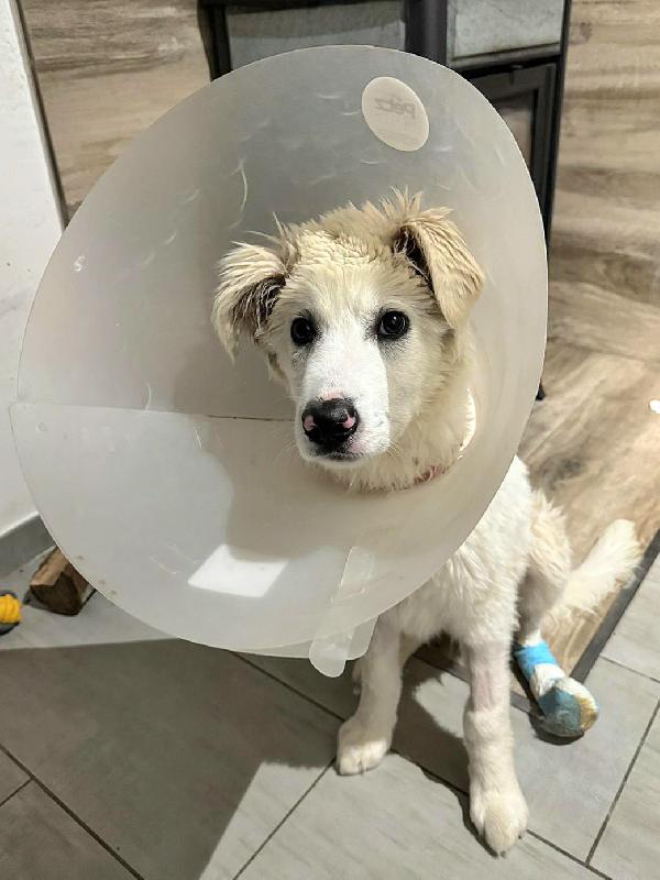 Ettore 6 Mesi Adozione Del Cuore