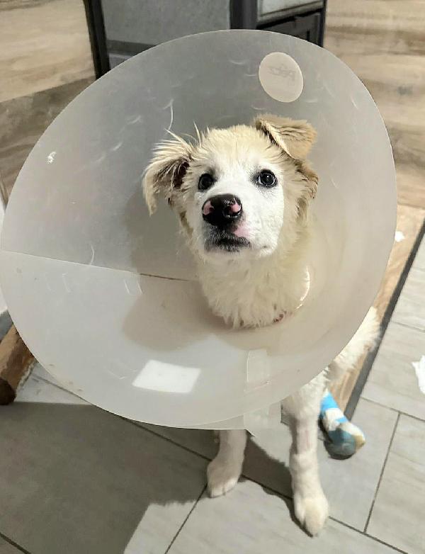 Ettore 6 mesi adozione del cuore Foto 2