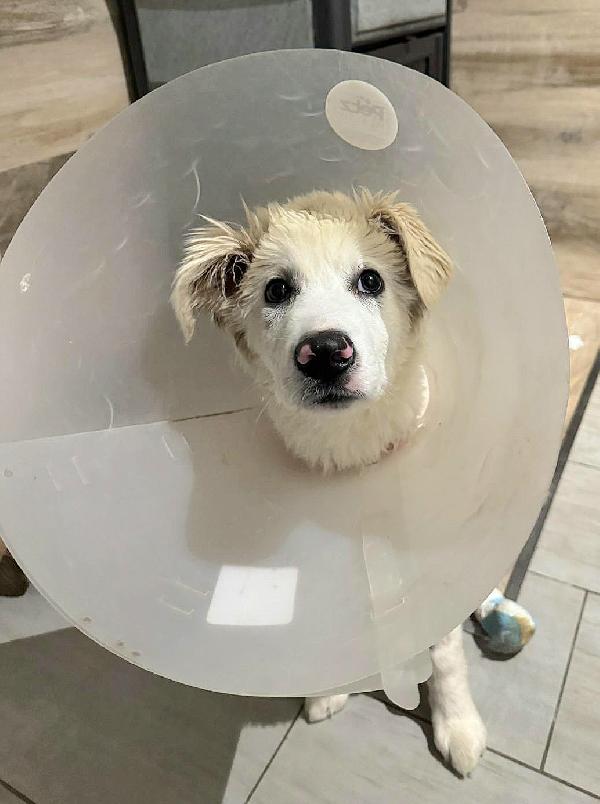 Ettore 6 mesi adozione del cuore Foto 3