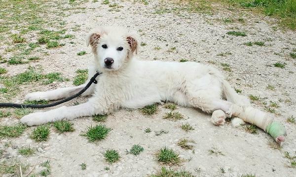 Ettore 6 mesi adozione del cuore Foto 4