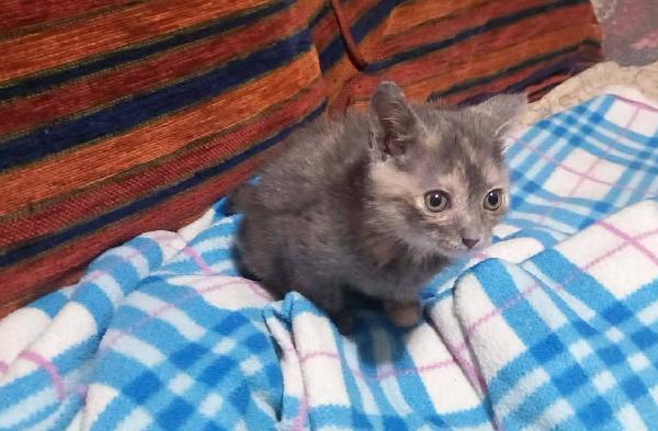 ZELDA, tenera gattina da adottare! Foto 4