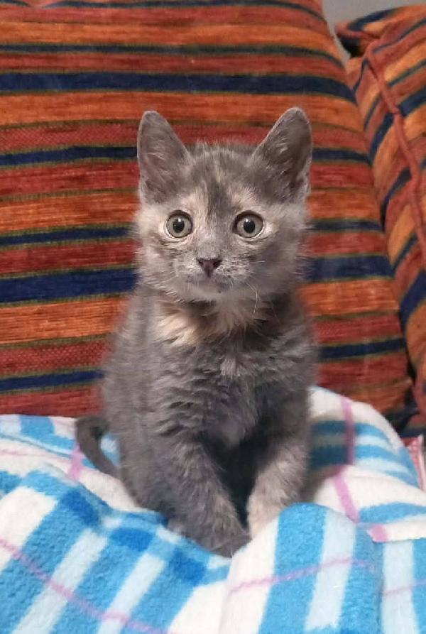 ZELDA, tenera gattina da adottare! Foto 5
