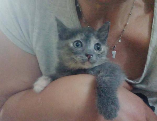 ZELDA, tenera gattina da adottare! Foto 7