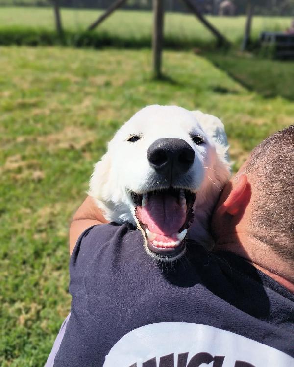 SVEN, cucciolone di pastore abruzzese Foto 2