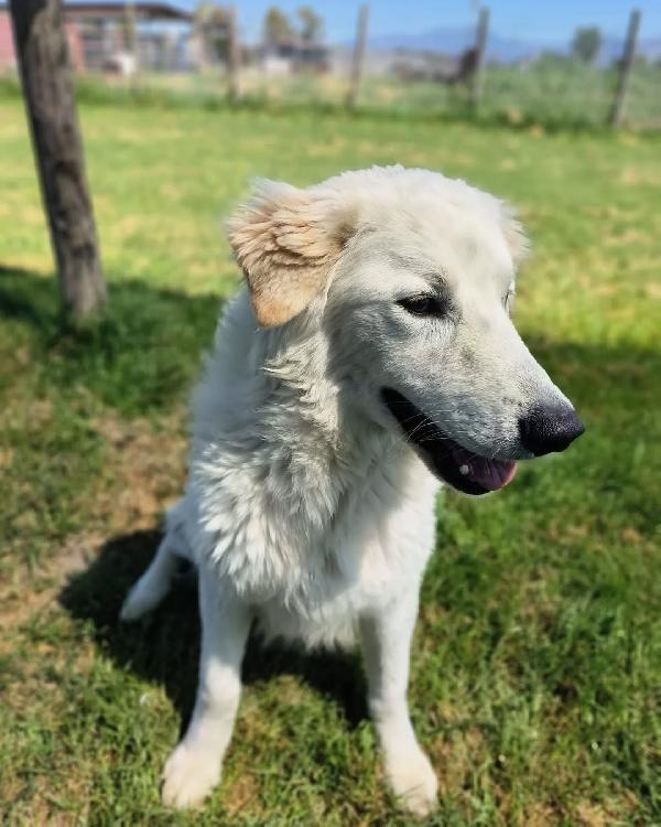 SVEN, cucciolone di pastore abruzzese Foto 3