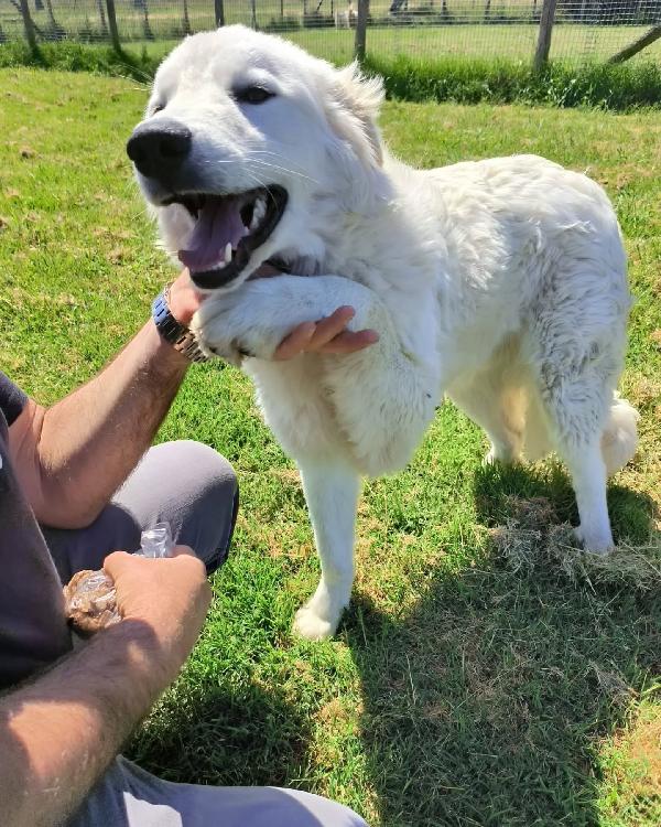SVEN, cucciolone di pastore abruzzese Foto 4