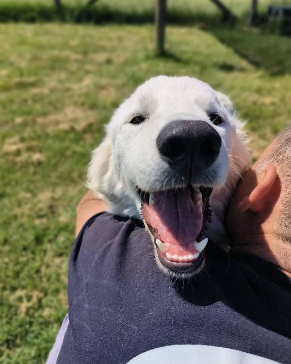 SVEN, cucciolone di pastore abruzzese Foto 5