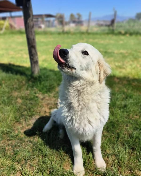 SVEN, cucciolone di pastore abruzzese Foto 6