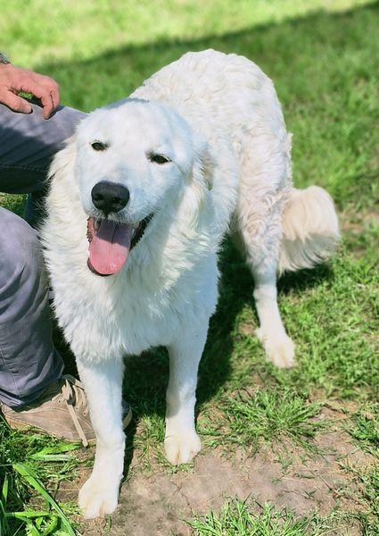 SVEN, cucciolone di pastore abruzzese Foto 7