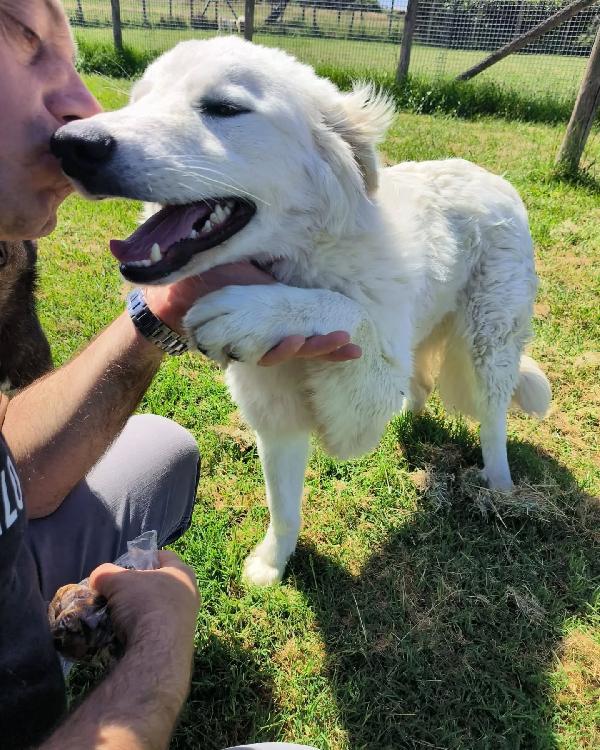 SVEN, cucciolone di pastore abruzzese Foto 8