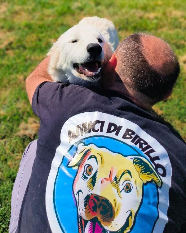SVEN, cucciolone di pastore abruzzese Foto 9