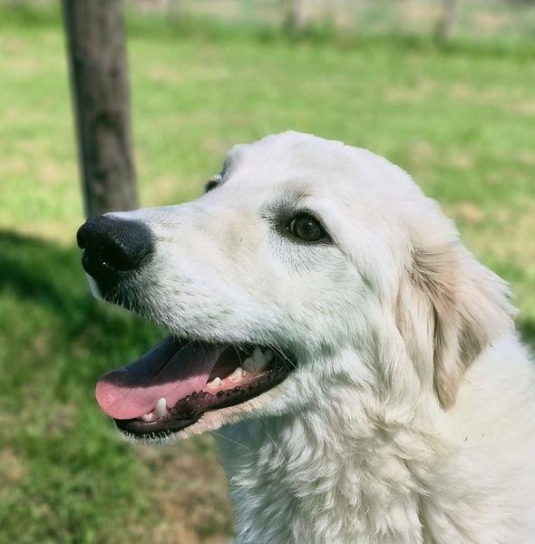SVEN, cucciolone di pastore abruzzese Foto 10