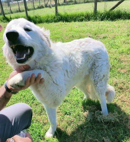 SVEN, cucciolone di pastore abruzzese Foto 11