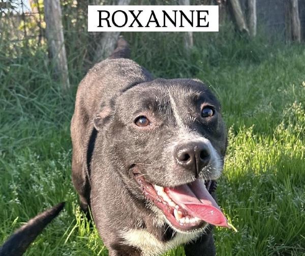 Roxanne, Cucciolandia