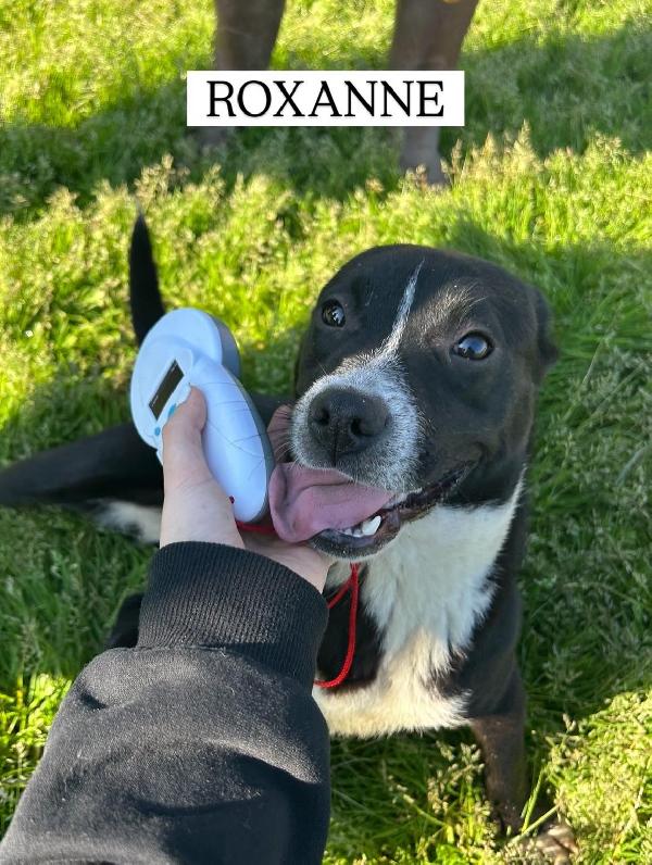 ROXANNE, cucciolandia Foto 2