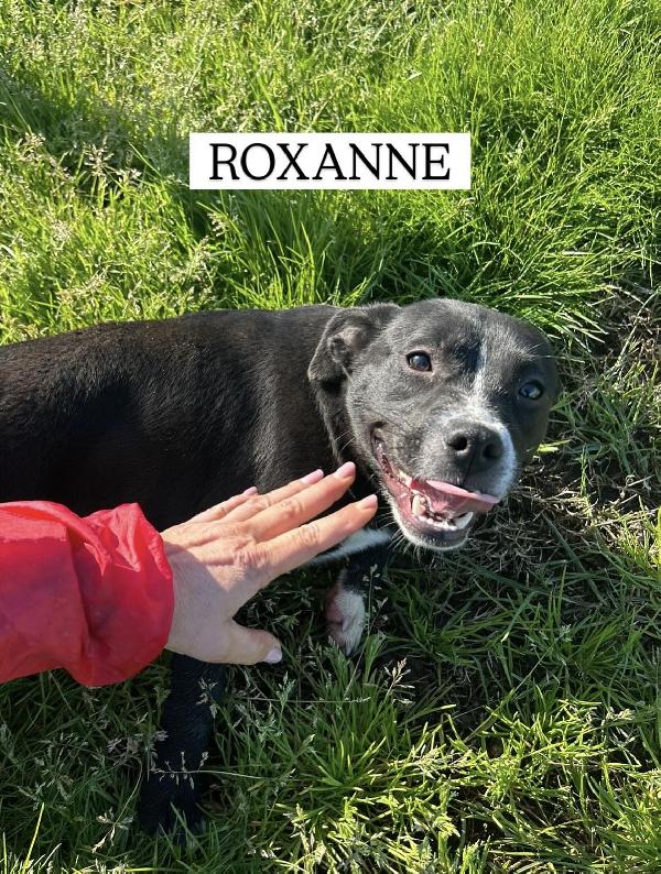 ROXANNE, cucciolandia Foto 4