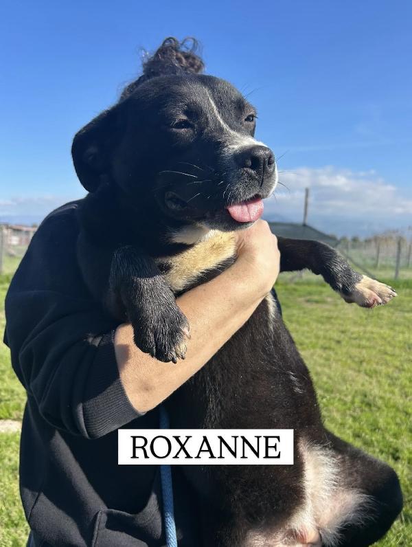 ROXANNE, cucciolandia Foto 6