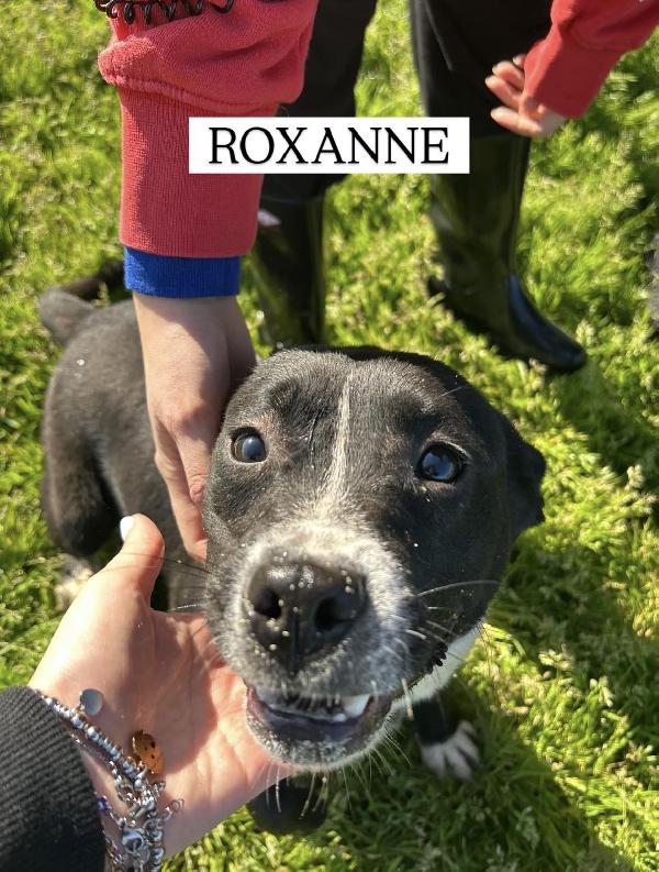 ROXANNE, cucciolandia Foto 7