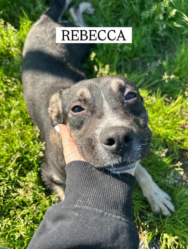 REBECCA, cucciolandia Foto 2