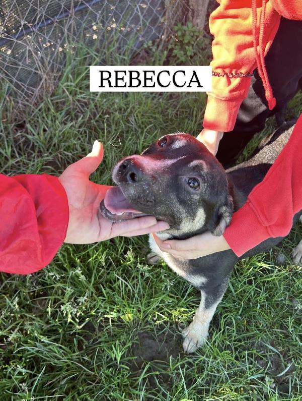 REBECCA, cucciolandia Foto 6