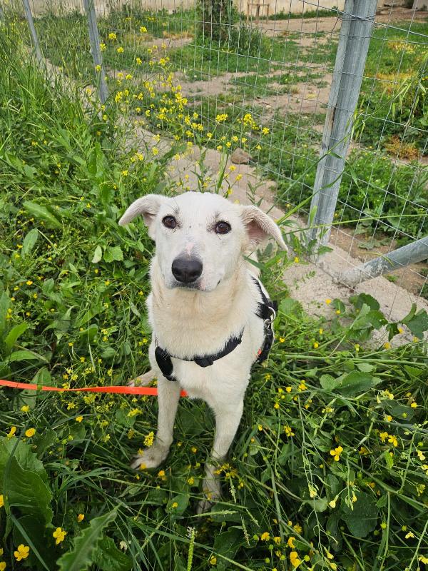 Oipe Splendido Cagnolino Taglia Medio Piccola Cerca Casa 