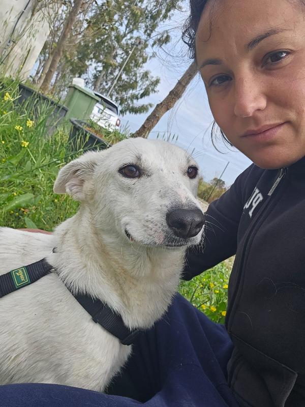 Oipe splendido cagnolino taglia medio piccola cerca casa  Foto 5