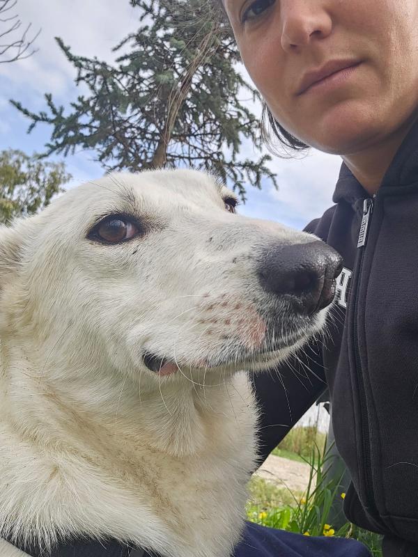 Oipe splendido cagnolino taglia medio piccola cerca casa  Foto 6