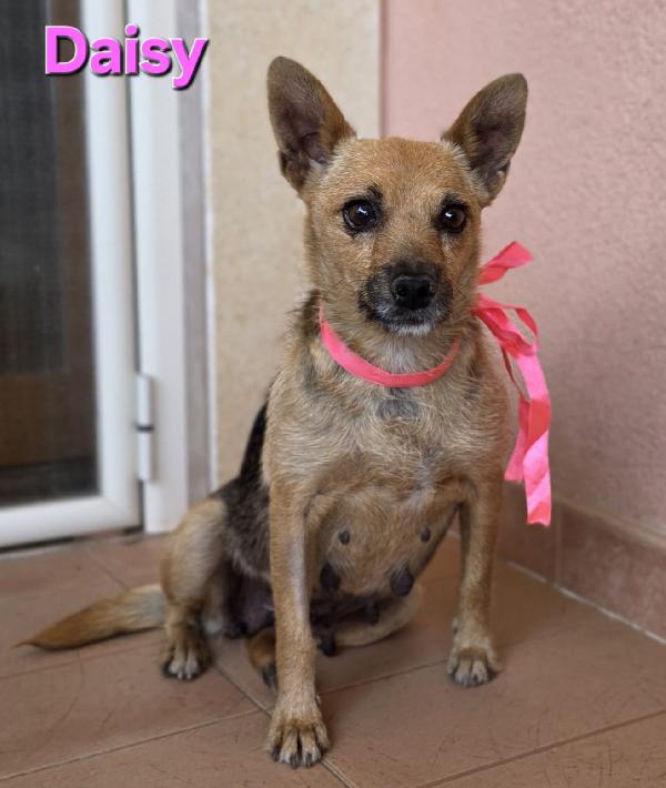 Daisy Femmina Taglia Piccola 