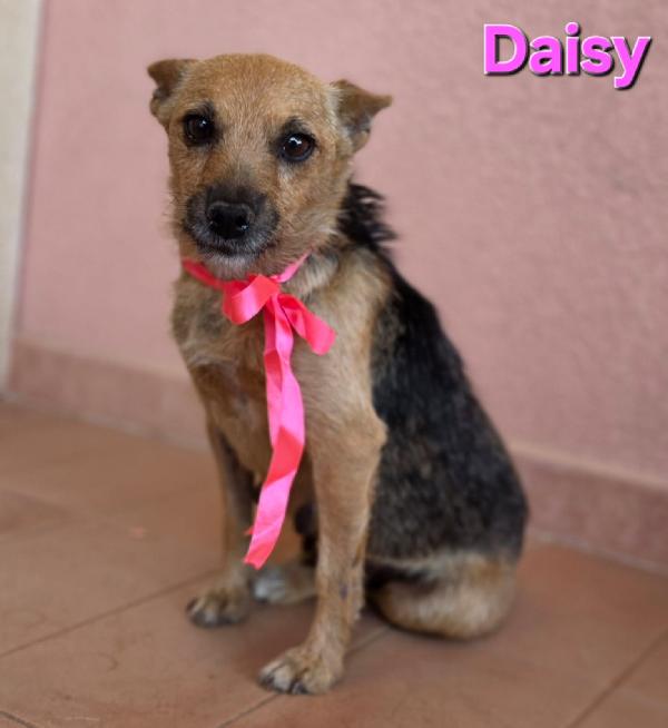 DAISY femmina taglia piccola  Foto 3