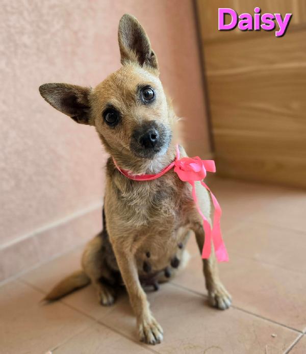 DAISY femmina taglia piccola  Foto 2