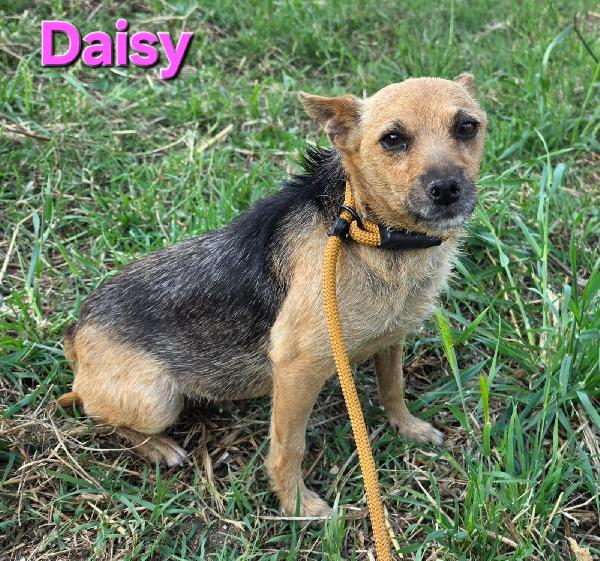 DAISY femmina taglia piccola  Foto 4