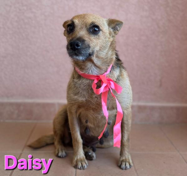 DAISY femmina taglia piccola  Foto 5