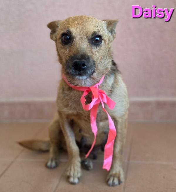 DAISY femmina taglia piccola  Foto 6