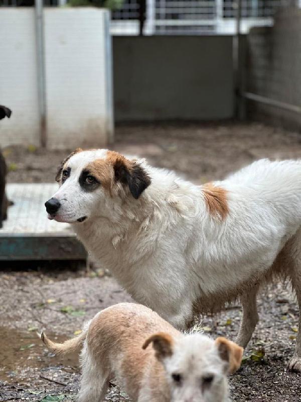 Sofia splendida cagnolina taglia medio piccola cerca casa  Foto 2
