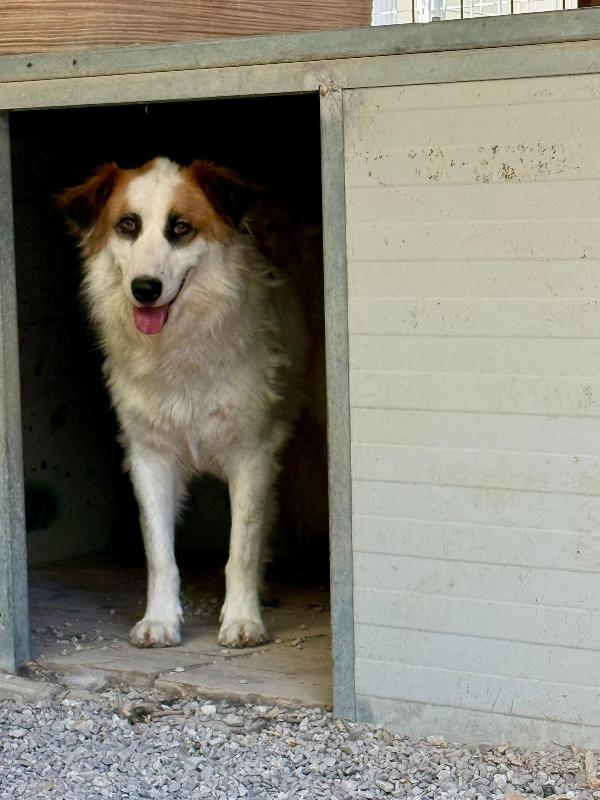 Sofia splendida cagnolina taglia medio piccola cerca casa  Foto 3