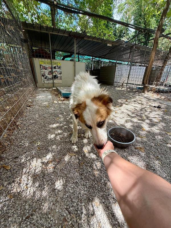 Sofia splendida cagnolina taglia medio piccola cerca casa  Foto 4