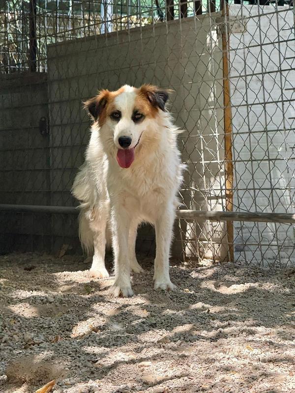 Sofia splendida cagnolina taglia medio piccola cerca casa  Foto 7
