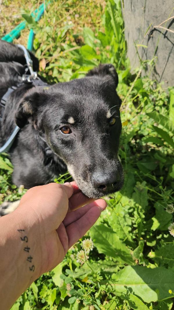 Luigi splendido giovanotto taglia media cerca casa  Foto 2