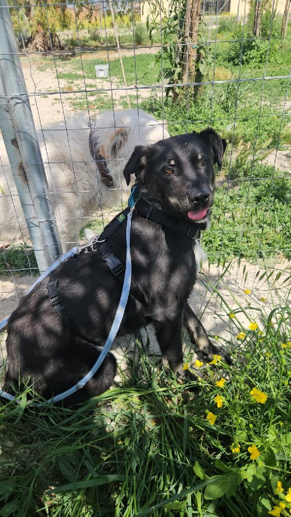 Luigi splendido giovanotto taglia media cerca casa  Foto 4