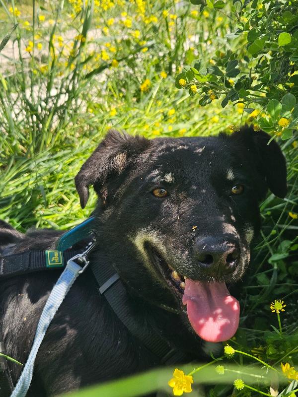 Luigi splendido giovanotto taglia media cerca casa  Foto 5