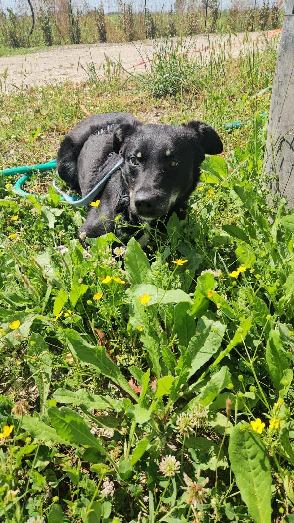 Luigi splendido giovanotto taglia media cerca casa  Foto 7